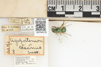 Media type: image;   Entomology 794170 Aspect: Labels
